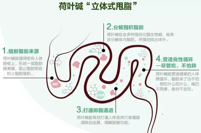 不伤身的速效减肥圣品荷叶冬瓜茶!好身材喝出