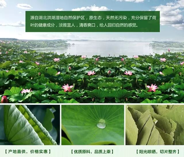 不伤身的速效减肥圣品荷叶冬瓜茶!好身材喝出