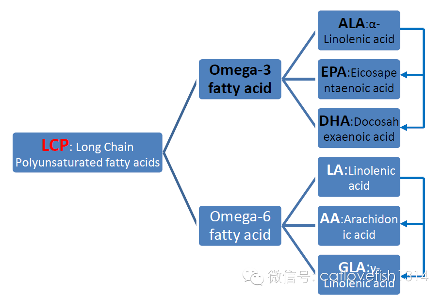 如何补充DHA,从LCP含量选奶粉段数