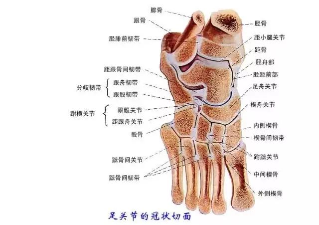 脚的结构图